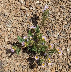 Leiberg's Phacelia thumbnail 3