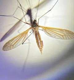 Angarotipula illustris thumbnail 3