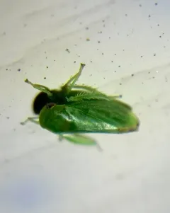 Penestragania apicalis thumbnail 3