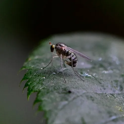Dolichopus funditor