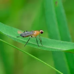 Cordilura luteola thumbnail 2
