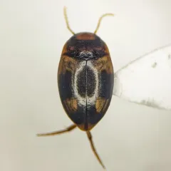 Hornectes quadrimaculatus thumbnail 2