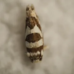 Robinson's Pelochrista Moth thumbnail 4
