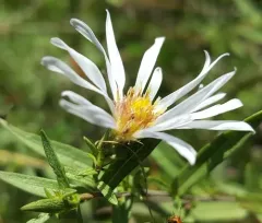 Hall's Aster thumbnail 3