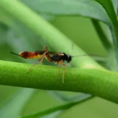 Cymodusa distincta thumbnail 4