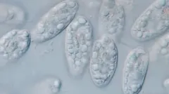 Cryptomonas paramaecium thumbnail 1