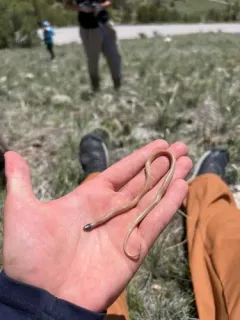 Plains Black-headed Snake thumbnail 1