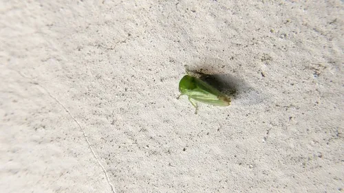 Penestragania apicalis