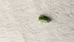 Penestragania apicalis thumbnail 1
