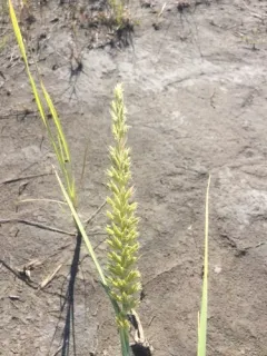 Siberian Lyme Grass thumbnail 2