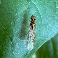 Sargus fasciatus thumbnail 3