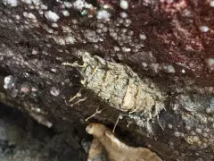 Mopalia cirrata thumbnail 2
