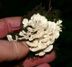 Flowery Spongepore thumbnail 4