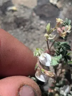 Bastard Milkvetch thumbnail 3