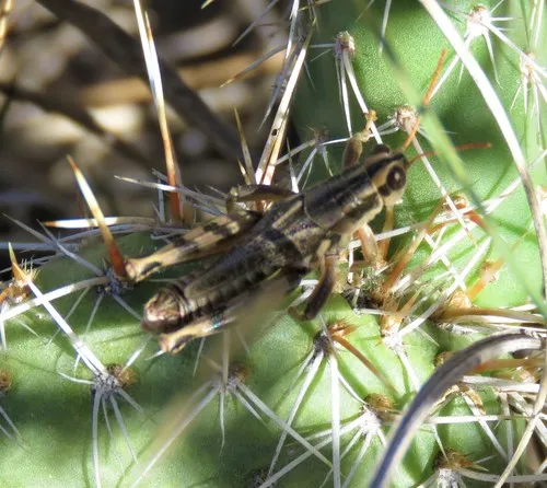 Thistle Grasshopper