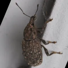 Dyslobus granicollis thumbnail 4