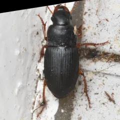 Harpalus rubripes thumbnail 4