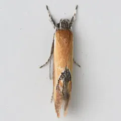 Lesser Tawny Crescent thumbnail 3