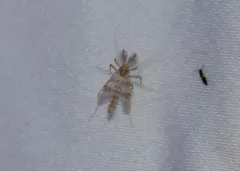 Apsectrotanypus johnsoni thumbnail 4