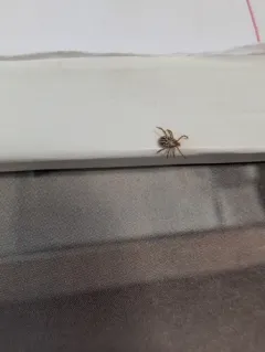 Gulf Coast Tick thumbnail 2