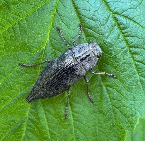 Flat-headed Poplar Borer