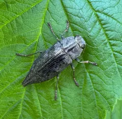 Flat-headed Poplar Borer thumbnail 1