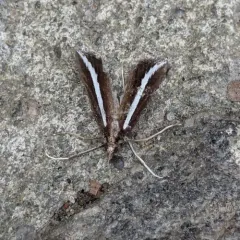 Reed-boring Crambid Moth thumbnail 4