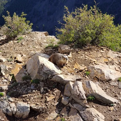 Yellow-bellied Marmot