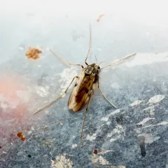 Tanypus vilipennis thumbnail 3