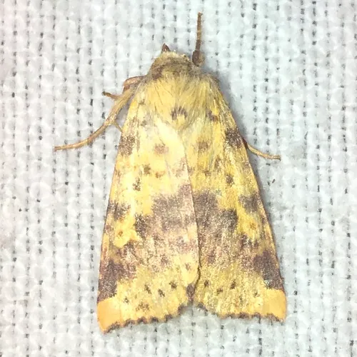 Pink-banded Sallow