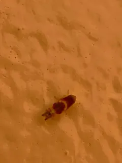Grapevine Leafhopper thumbnail 2
