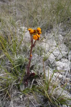 Weak Groundsel thumbnail 2
