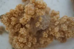 Drifa Octocoral thumbnail 2