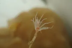 Oaten Pipes Hydroid thumbnail 2