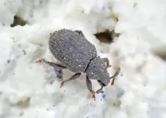 Cathormiocerus spinosus thumbnail 4