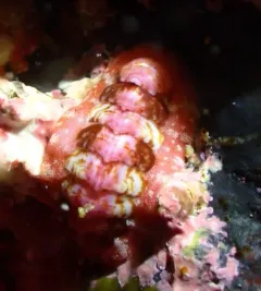 Boreochiton beringensis thumbnail 4