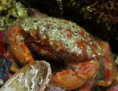 Furrowed Rock Crab thumbnail 3