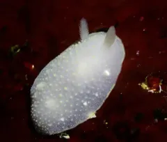 Sylvia Earle's Cadlina thumbnail 4