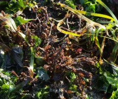 Neogastroclonium subarticulatum thumbnail 4