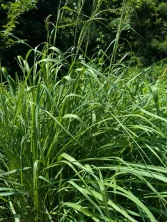 eastern gamagrass thumbnail 4