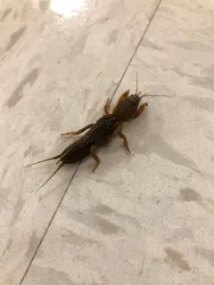 Northern Mole Cricket thumbnail 4