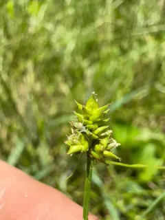 Leavenworth's sedge thumbnail 3