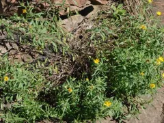 Stiffleaf False Goldenaster thumbnail 4