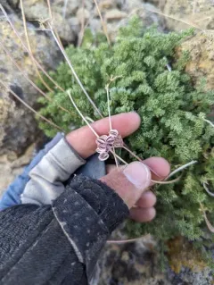 Snowline Springparsley thumbnail 4