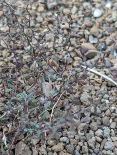 stoutstem threadplant thumbnail 3