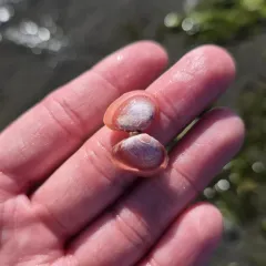 Baltic Macoma thumbnail 3