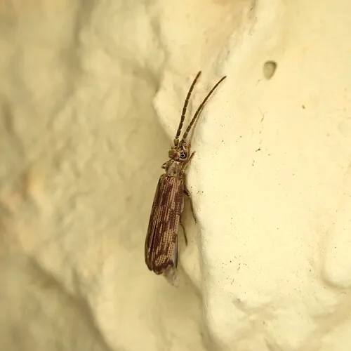Eastern Ashen Reticulated Beetle