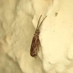 Eastern Ashen Reticulated Beetle thumbnail 1