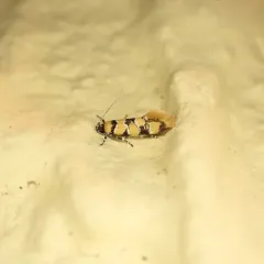 Reticulated Decantha Moth thumbnail 3
