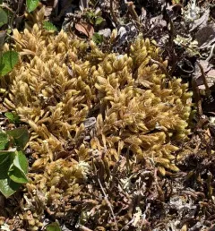 Golden Glade-moss thumbnail 4